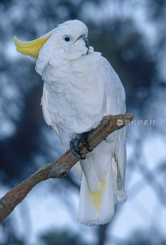 硫冠凤头鹦鹉(caatua galerita)是一种相对较大的白色凤头鹦鹉，发现于澳大利亚，新几内亚和印度尼西亚的一些岛屿的树木栖息地。鹦形目。澳大利亚。